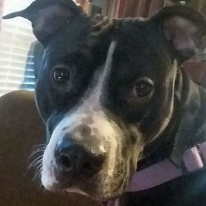 Meet your Posher, Krystal